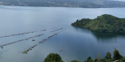 Produksi Ikan Nila Di Danau Toba Tembus Rekor Tertinggi Tahun Ini