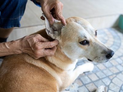 Kutu Pada Anjing: Penyebab, Dampak, Dan Cara Pencegahannya