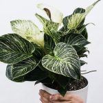 3 Jenis Terbaik Untuk Pohon Yang Bisa Sterilkan Udara