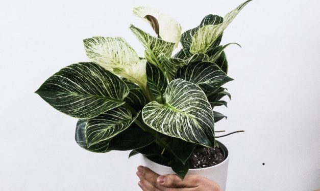 3 Jenis Terbaik Untuk Pohon Yang Bisa Sterilkan Udara