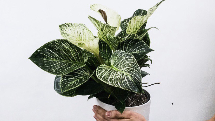 3 Jenis Terbaik Untuk Pohon Yang Bisa Sterilkan Udara