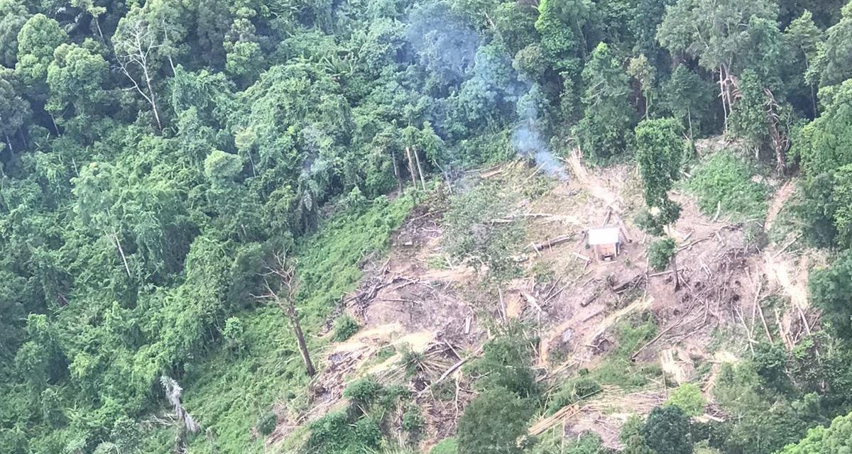 Hutan Gundul: Bom Waktu Yang Siap Meledak Kapan Saja