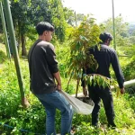 Tanaman Penangkal Longsor Yang Di Tanam Di Lahan Miring