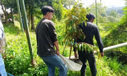 Tanaman Penangkal Longsor Yang Di Tanam Di Lahan Miring