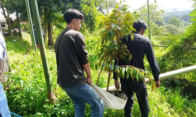 Tanaman Penangkal Longsor Yang Di Tanam Di Lahan Miring