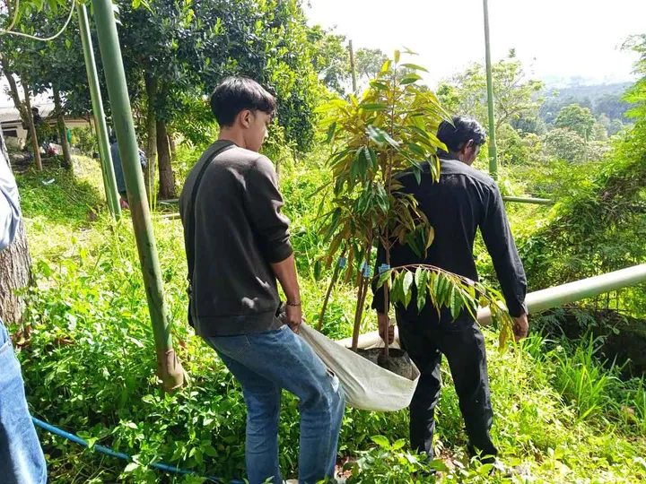 Tanaman Penangkal Longsor Yang Di Tanam Di Lahan Miring