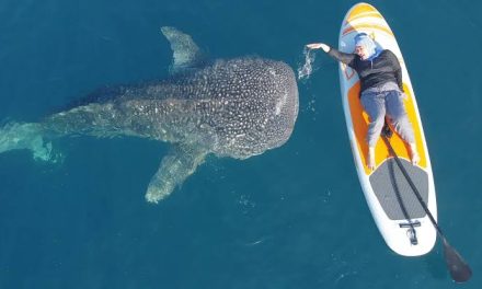 Spot Liburan Gorontalo Yang Bikin Nagih